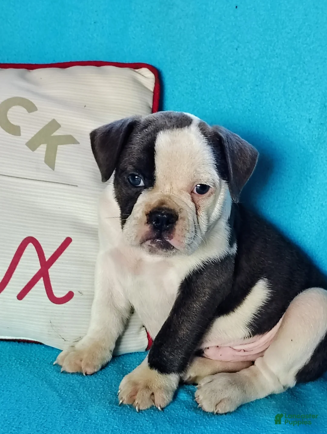 Olde English Bulldogge dogs for sale: Sport - Ad 4