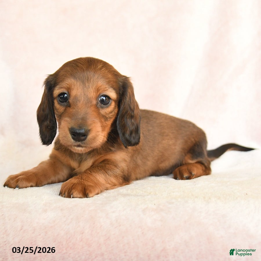 Dachshund dogs Izzy - Ad 2