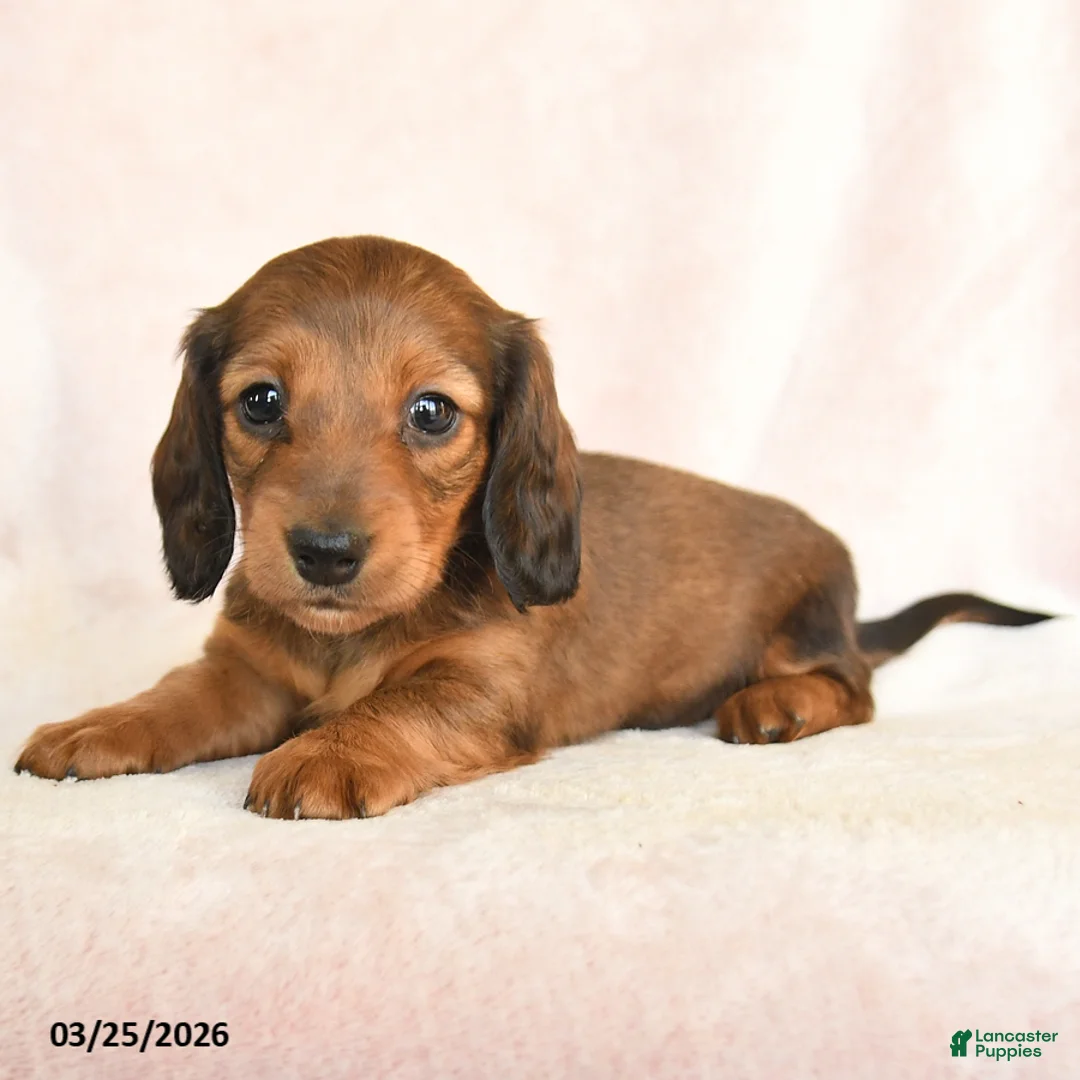 Dachshund dogs for sale: Izzy - Ad 2