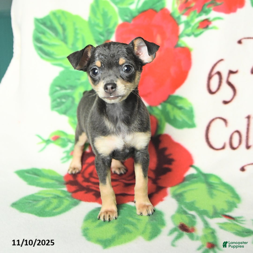 Chihuahua dogs for sale: Scott - Ad 4