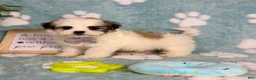 Malshi dogs for sale: Maverick  - Ad 3