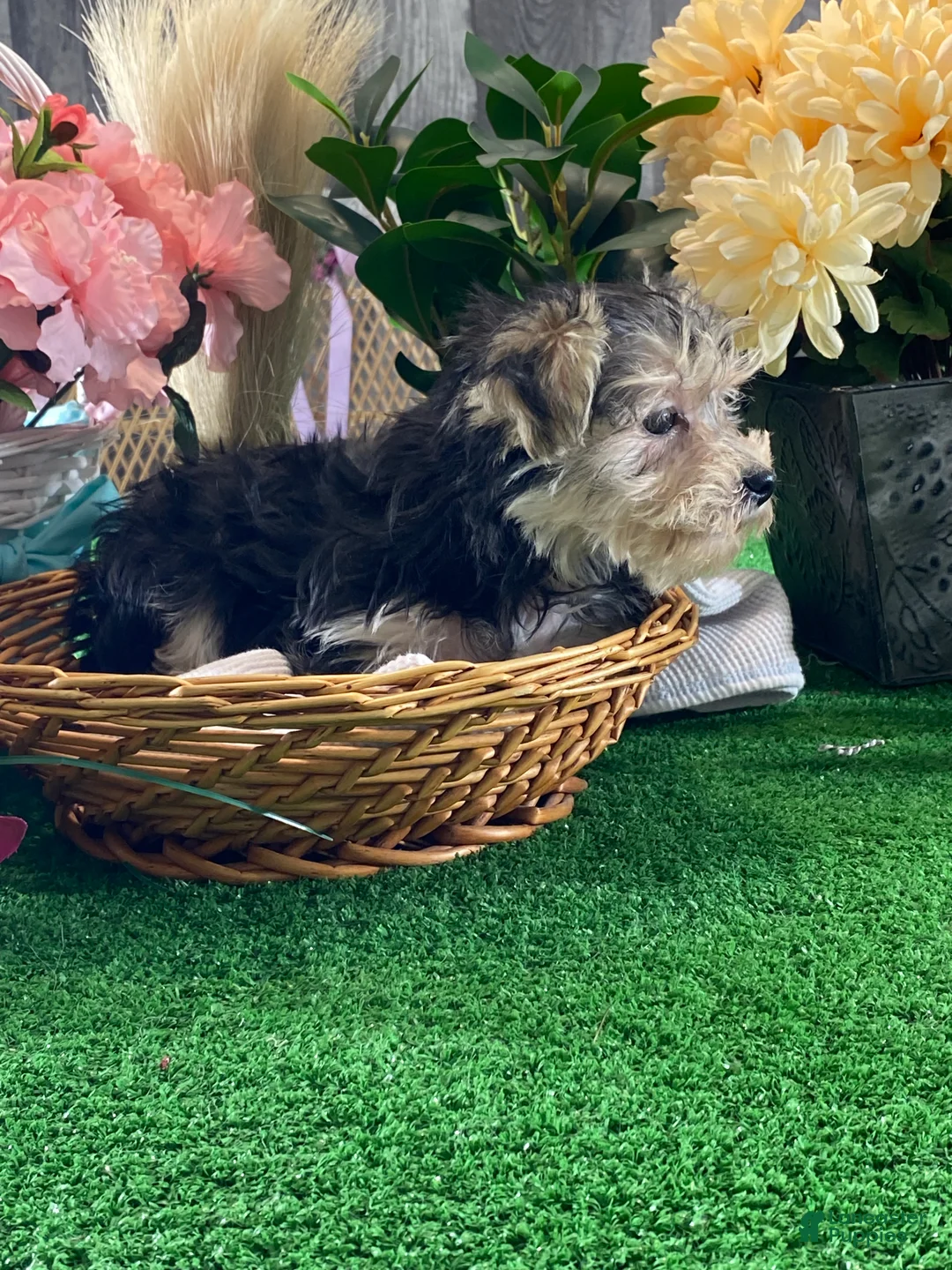 Morkie dogs for sale: Tulip - Ad 2