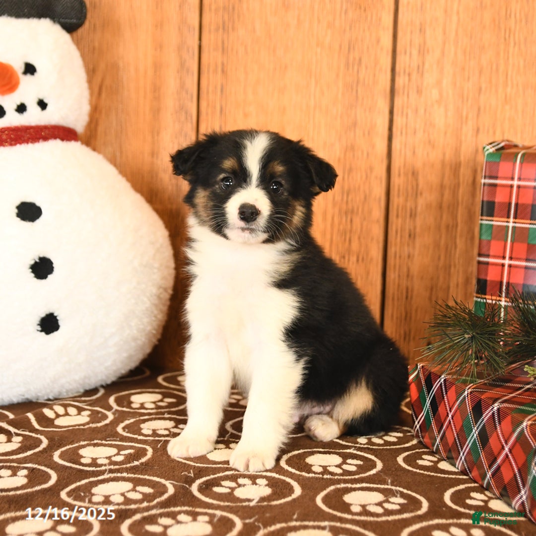 Miniature Australian Shepherd dogs for sale: Jett - Ad 3