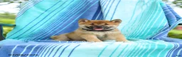 Shiba Inu dogs for sale: Peter - Ad 3