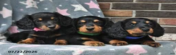 Miniature Dachshund dogs for sale: Flip Flops - Ad 5