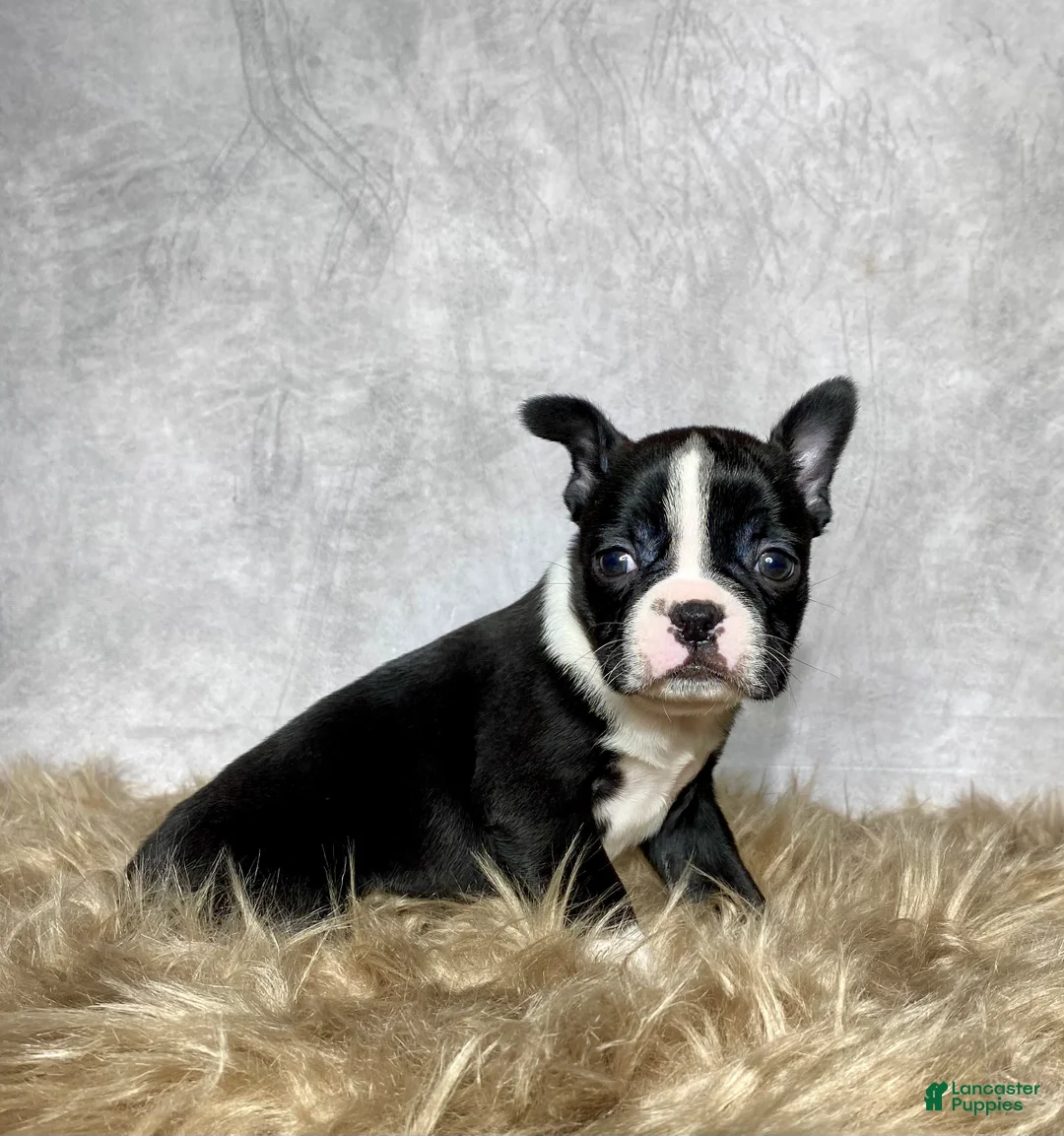 Boston Terrier dogs for sale: Frankie  - Ad 5