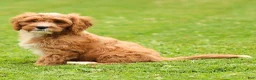 Cavapoo dogs for sale: Happy Cavapoo  - Ad 8