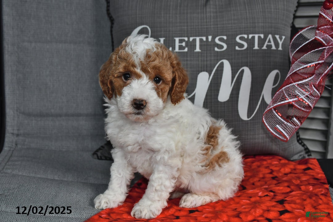 Toy Poodle dogs for sale: Tinsel - Ad 2