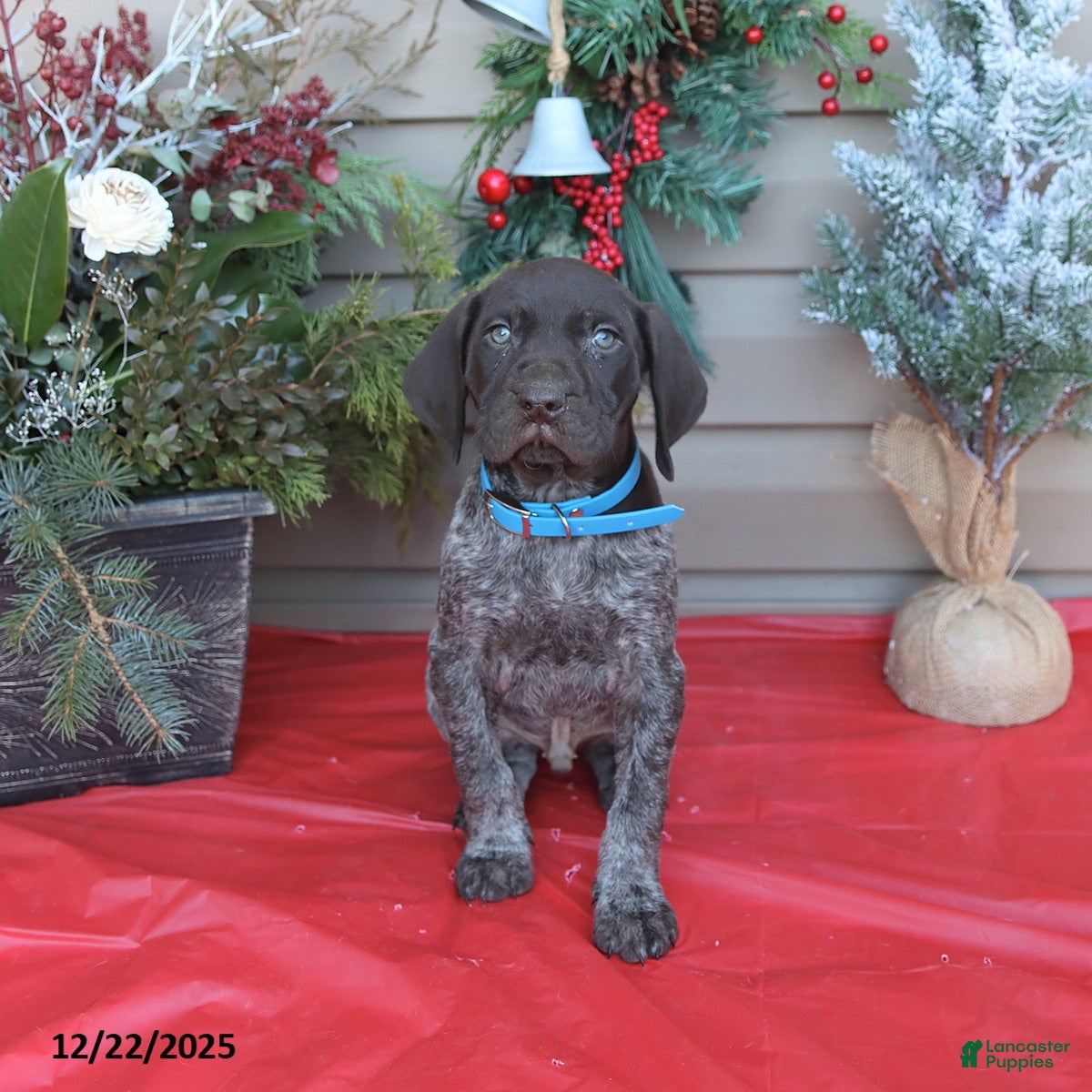 German Shorthaired Pointer dogs Lightning - Ad 30