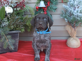 German Shorthaired Pointer dogs Lightning - Ad 30
