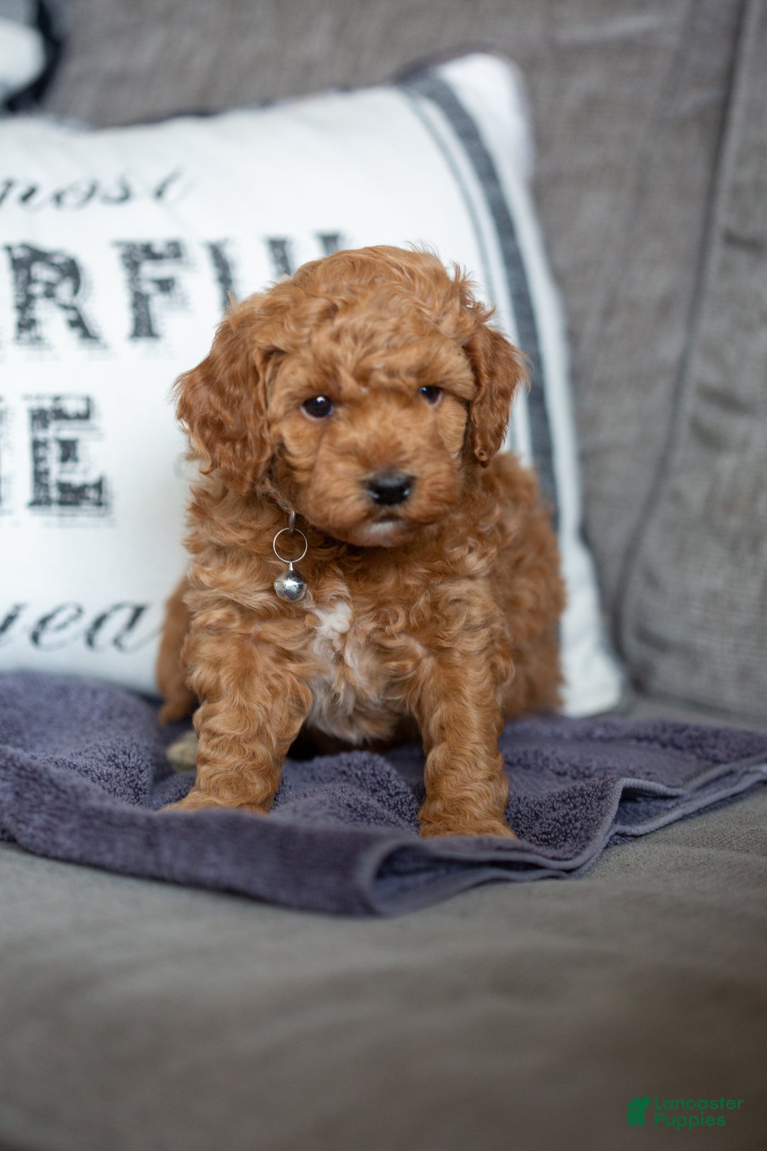 Mini Goldendoodle dogs for sale: Mini Goldendoodle Puppy 2 - Ad 1