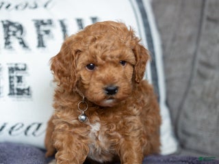 Mini Goldendoodle dogs Mini Goldendoodle Puppy 2 - Ad 24