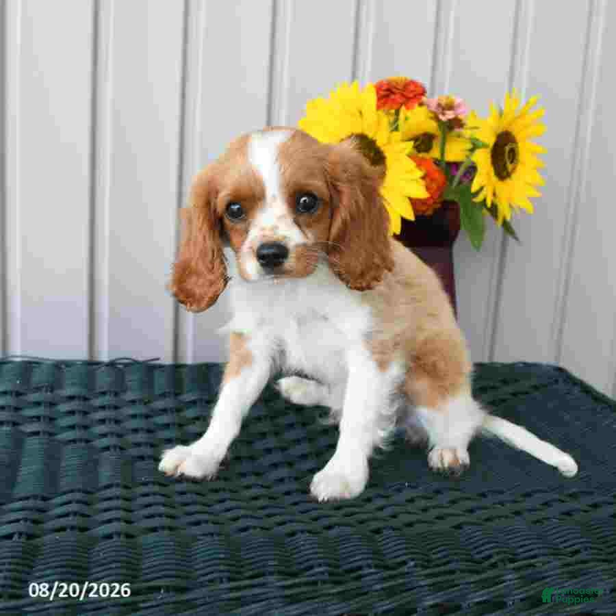 Cavalier King Charles Spaniel dogs Bentley - Ad 2