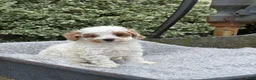 Toy Poodle dogs for sale: Chewy - Ad 9