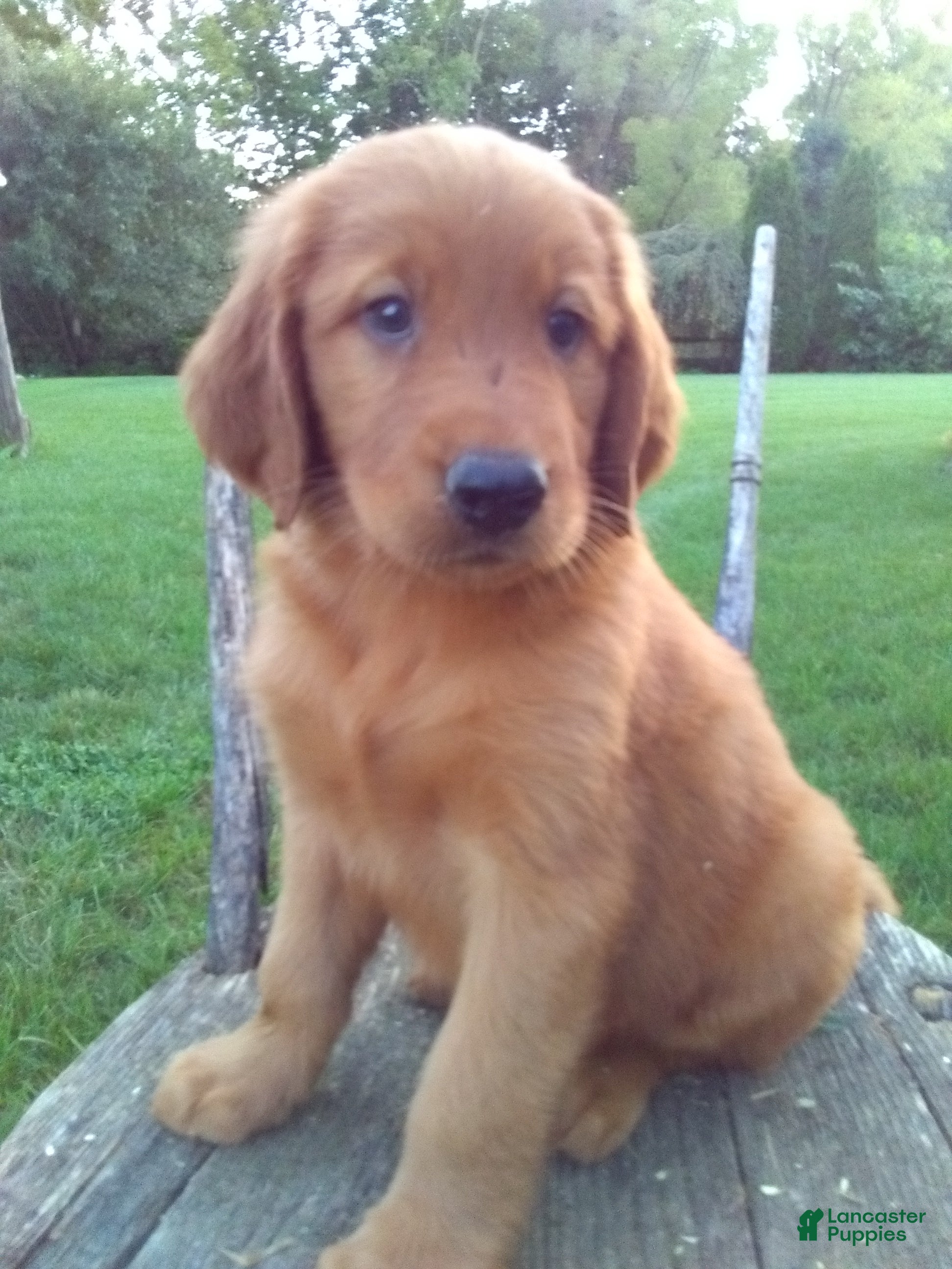 Barney