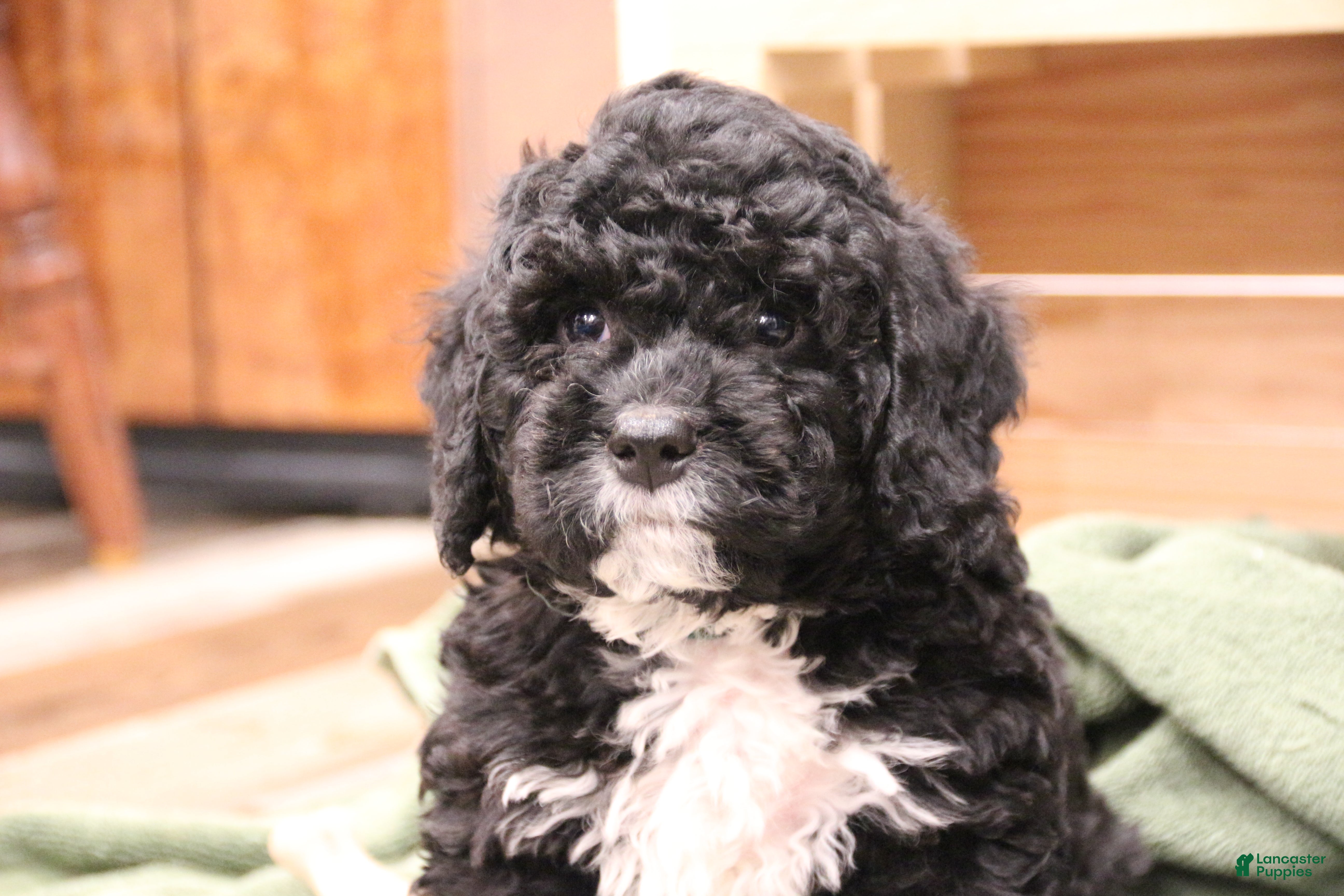 Mini Bernedoodle dogs Rocky - Ad 1