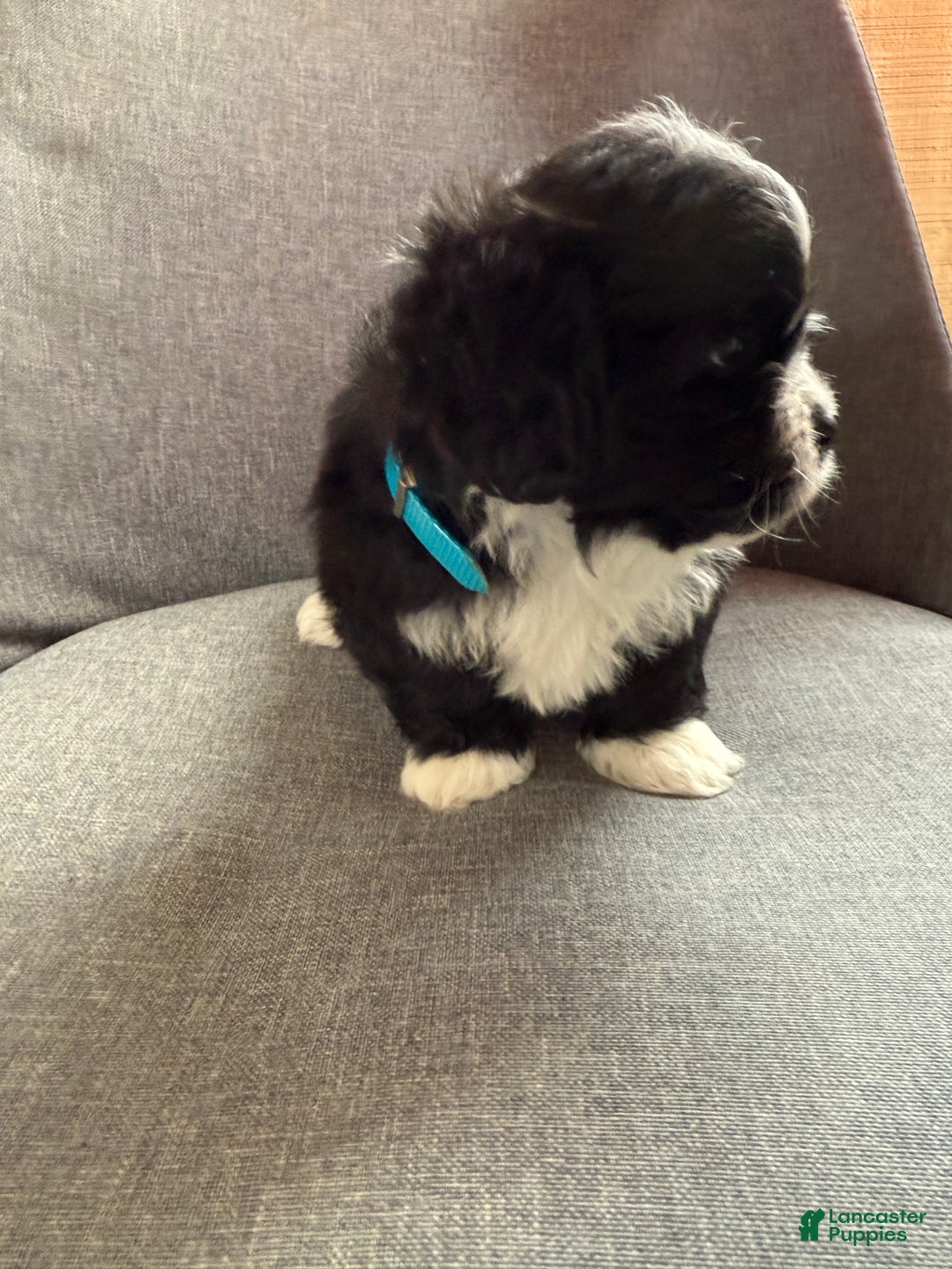 Teddy Bear dogs for sale: Sammy - Ad 9