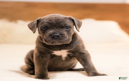 Mixed Breed dogs for sale: Clare - Image 6