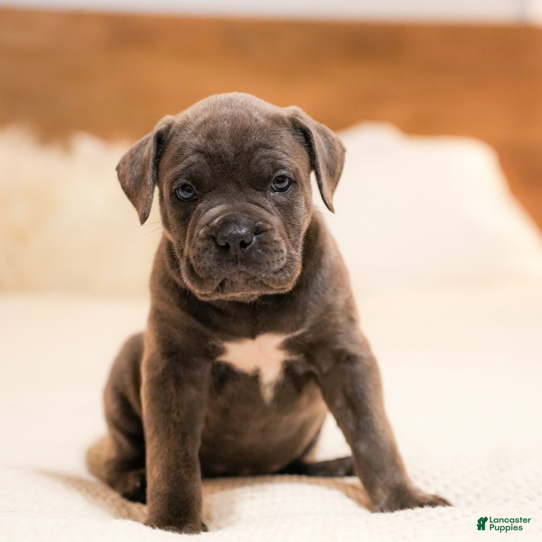 Mixed Breed dogs for sale: Clare - Image 6