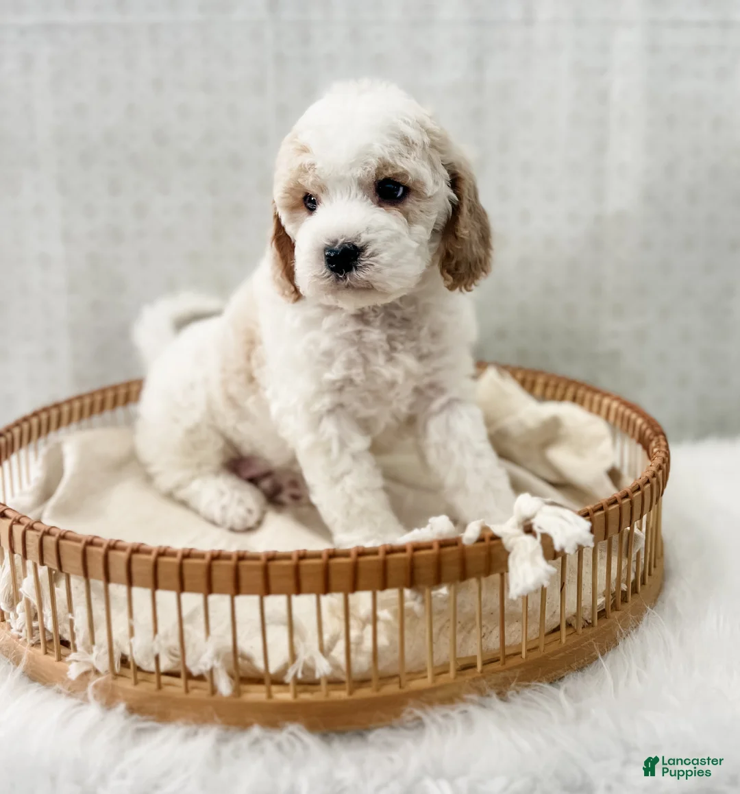 Cavapoo dogs for sale: Rye - Ad 3