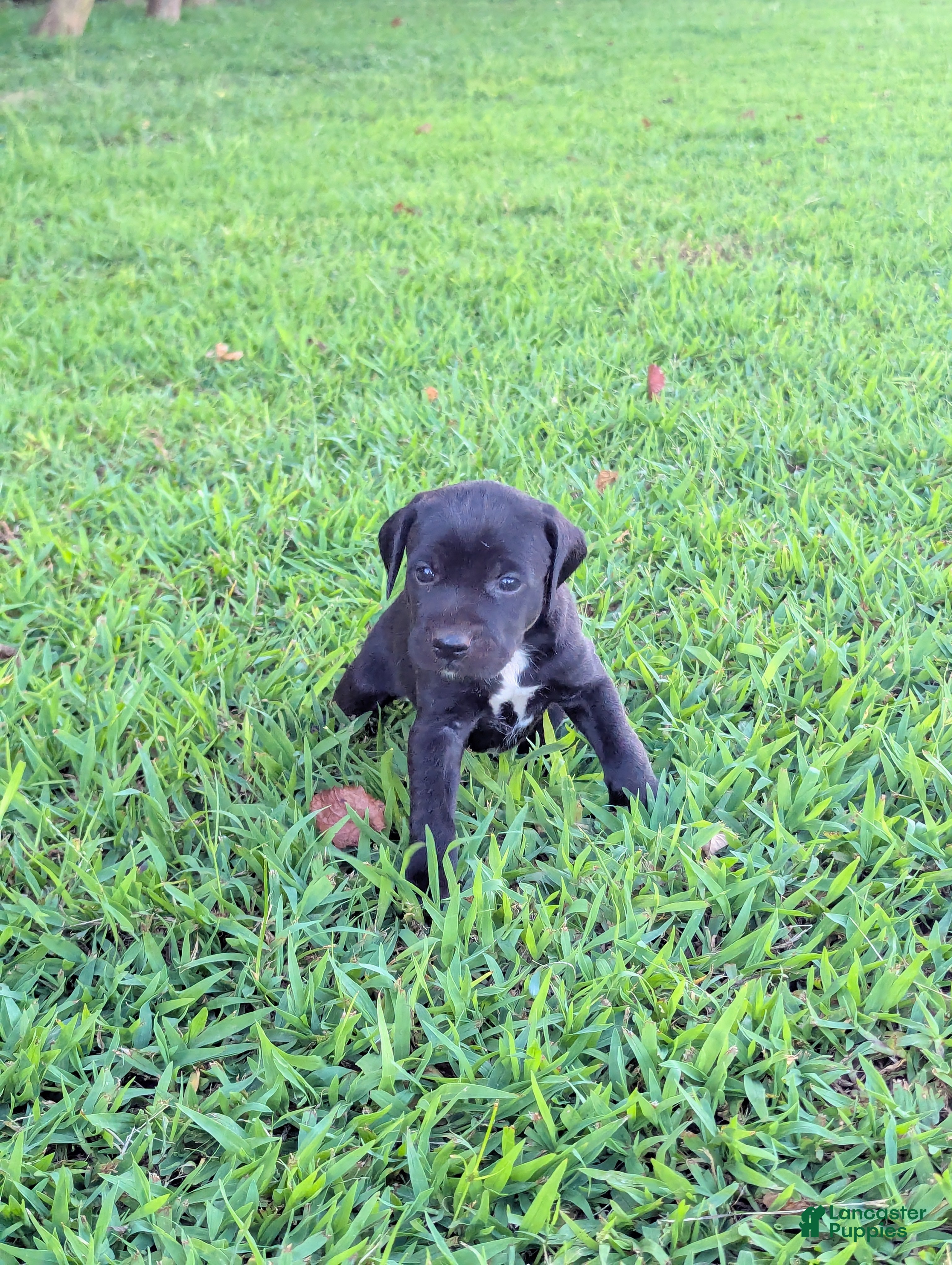 Mixed Breed dogs Mixed Breed 2 - Ad 2