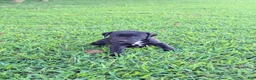 Mixed Breed dogs for sale: Mixed Breed 2 - Ad 2