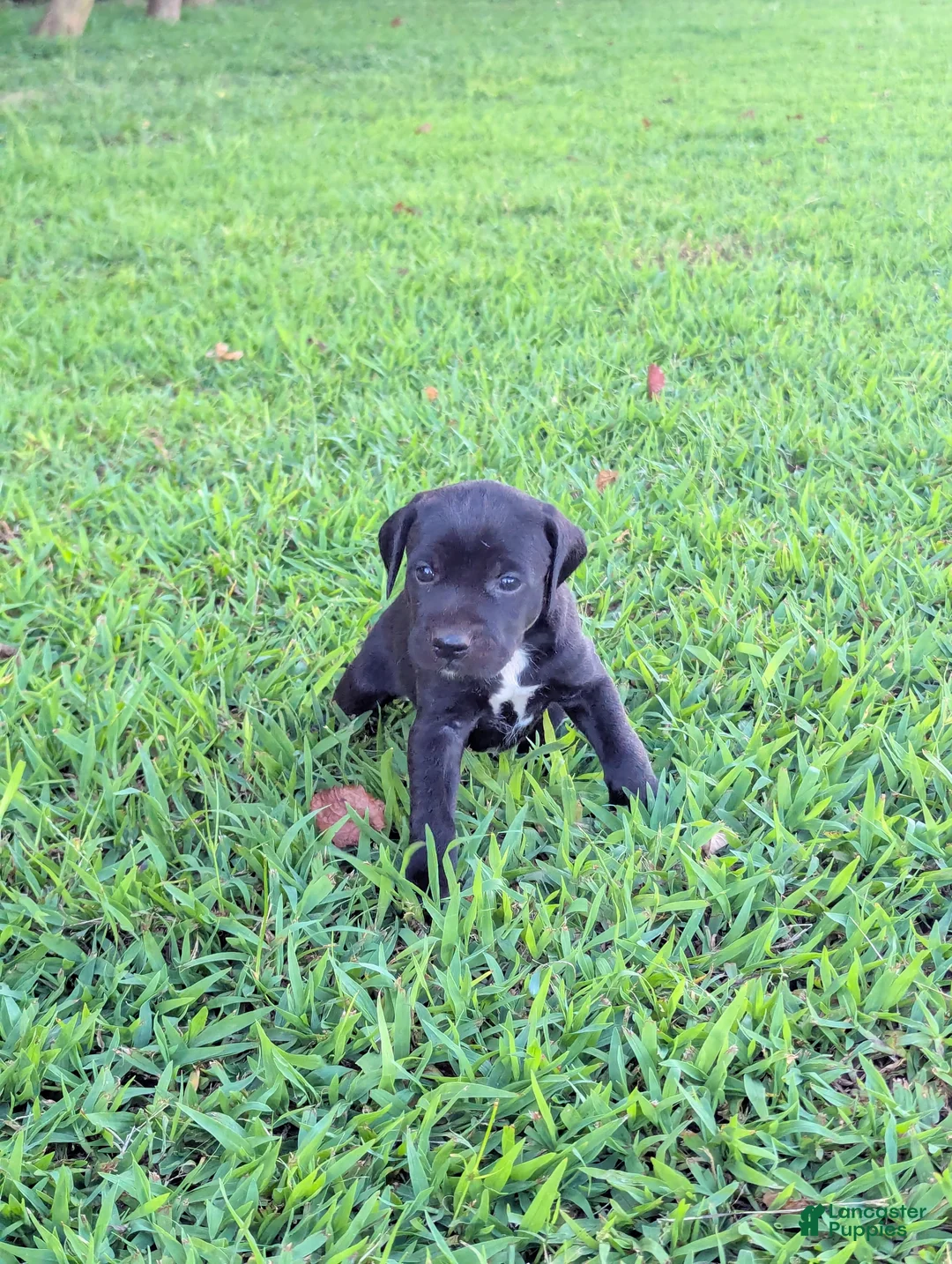 Mixed Breed dogs for sale: Mixed Breed 2 - Ad 2