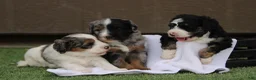 Bernedoodle dogs for sale: Bixley - Ad 6