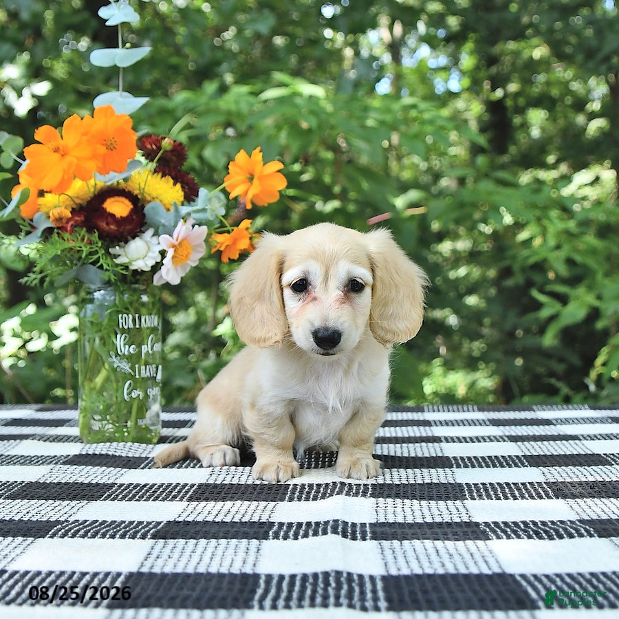 Miniature Dachshund dogs Lucy - Ad 2