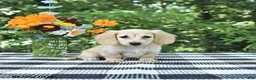Miniature Dachshund dogs for sale: Lucy - Ad 2