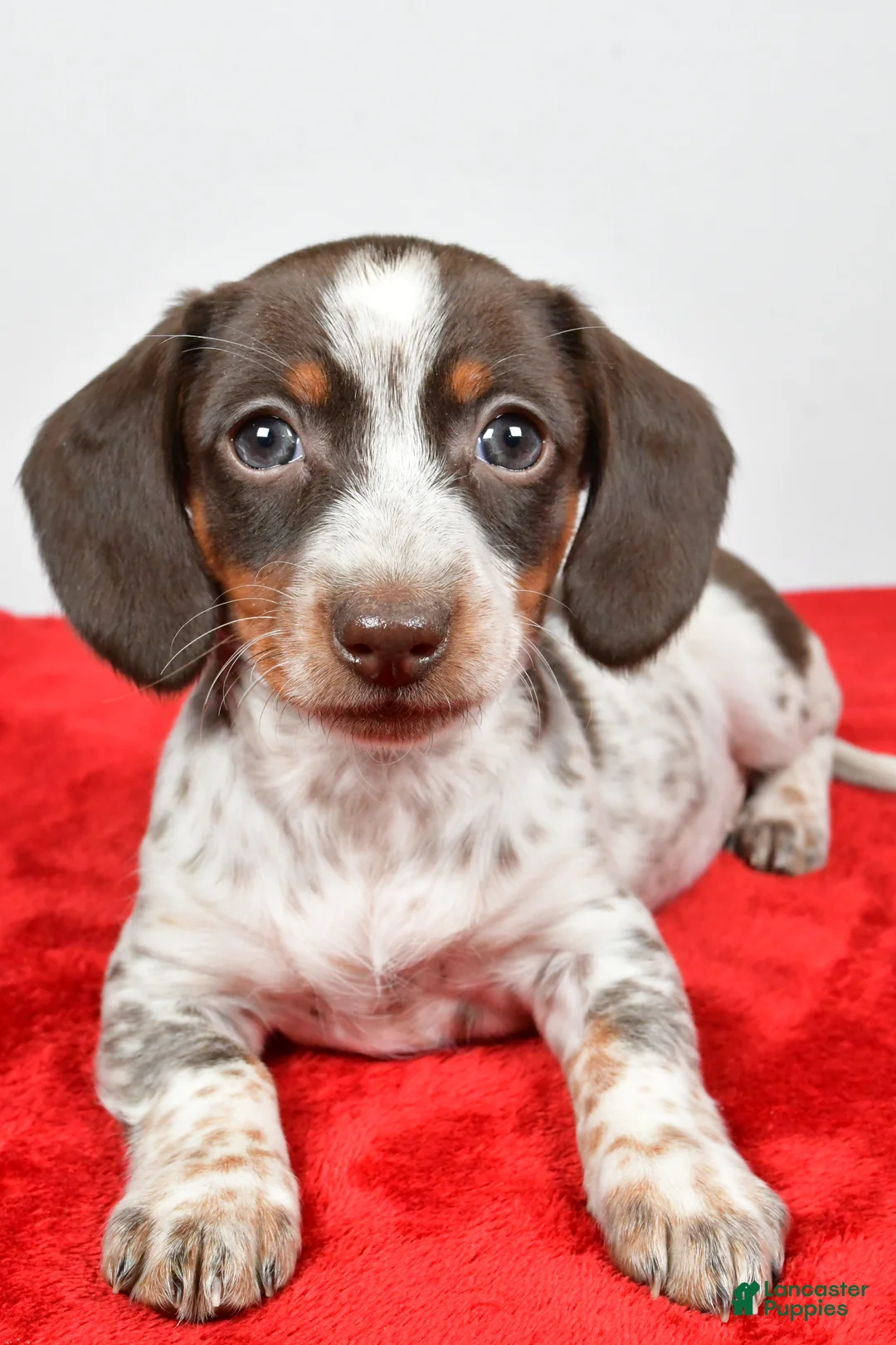 Dachshund dogs for sale: Polly - Ad 4