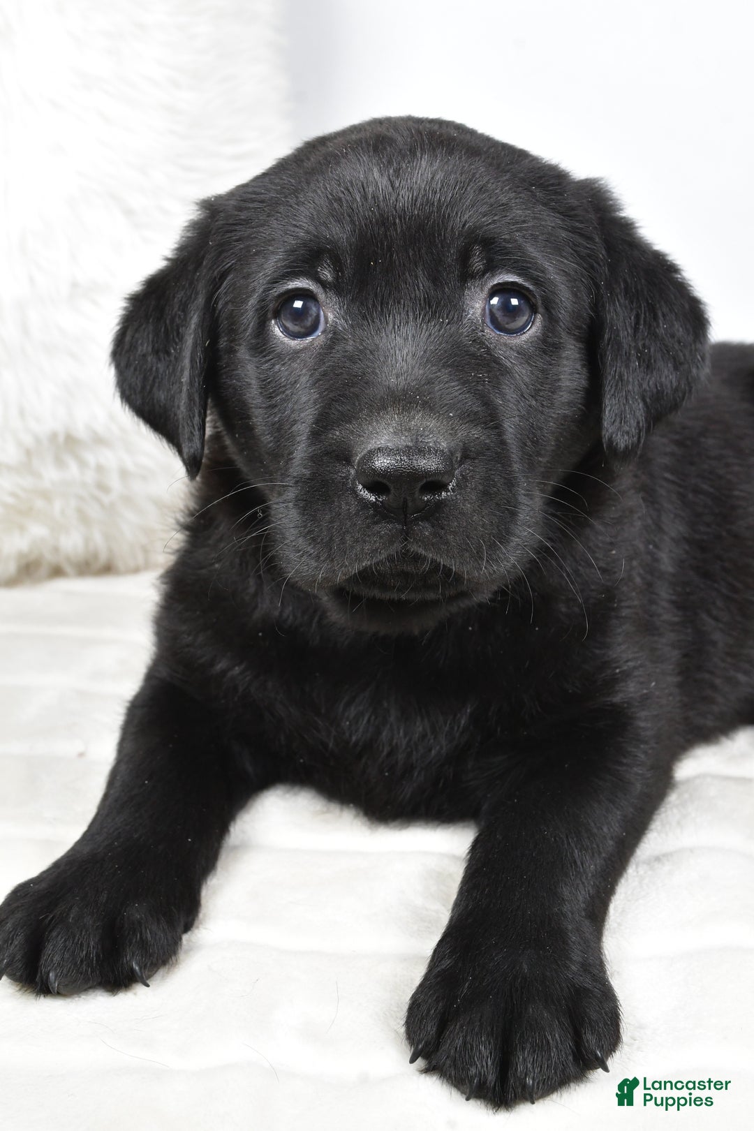 Labrador Retriever dogs for sale: Maggie - Ad 8