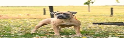 Cane Corso dogs for sale: Domino - Ad 6