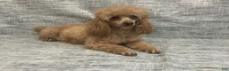 Toy Poodle dogs for sale: Jadon - Ad 6