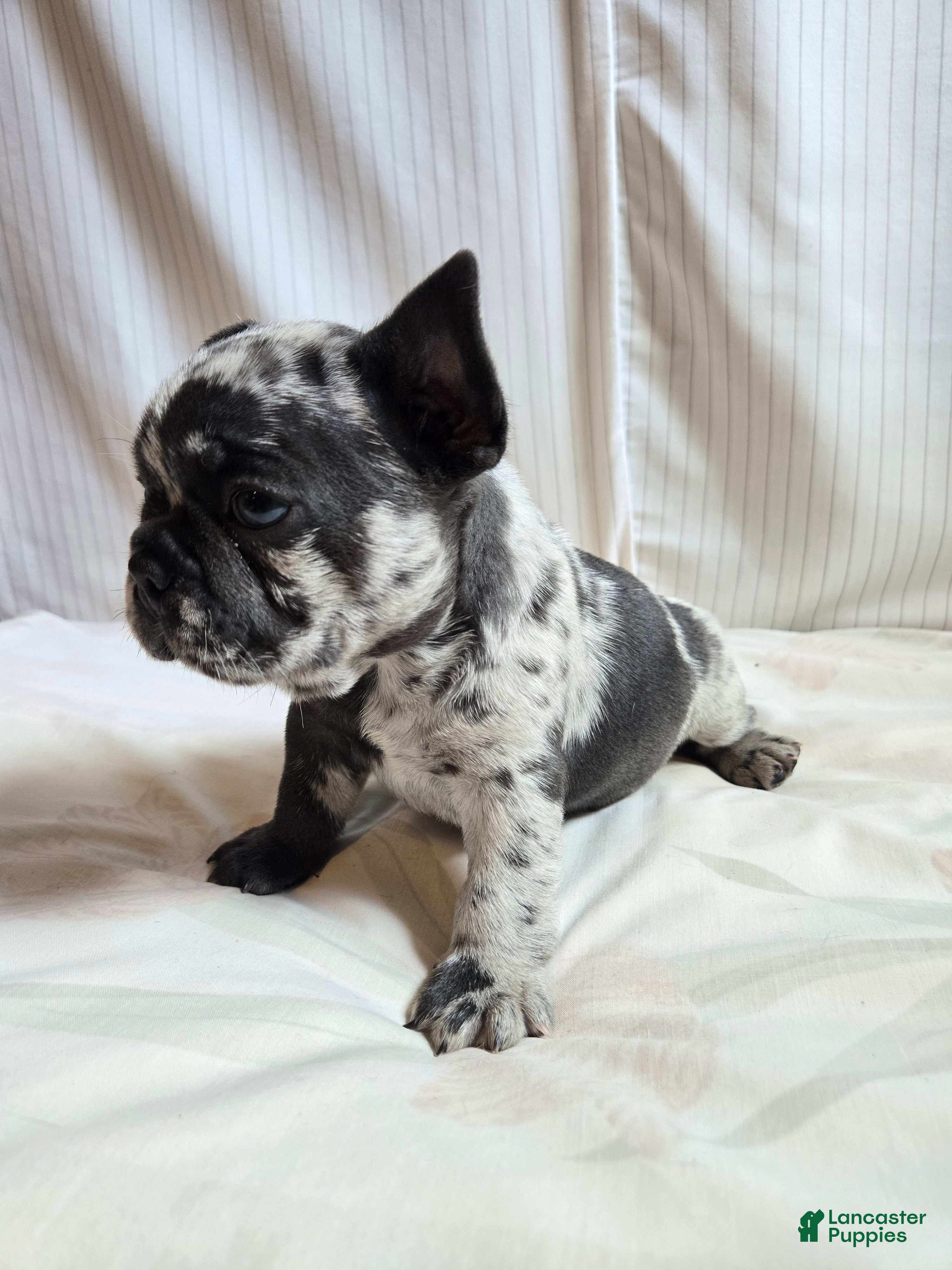 French Bulldog dogs for sale: Oslo - Ad 3
