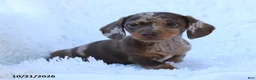 Miniature Dachshund dogs for sale: Otto - Ad 1