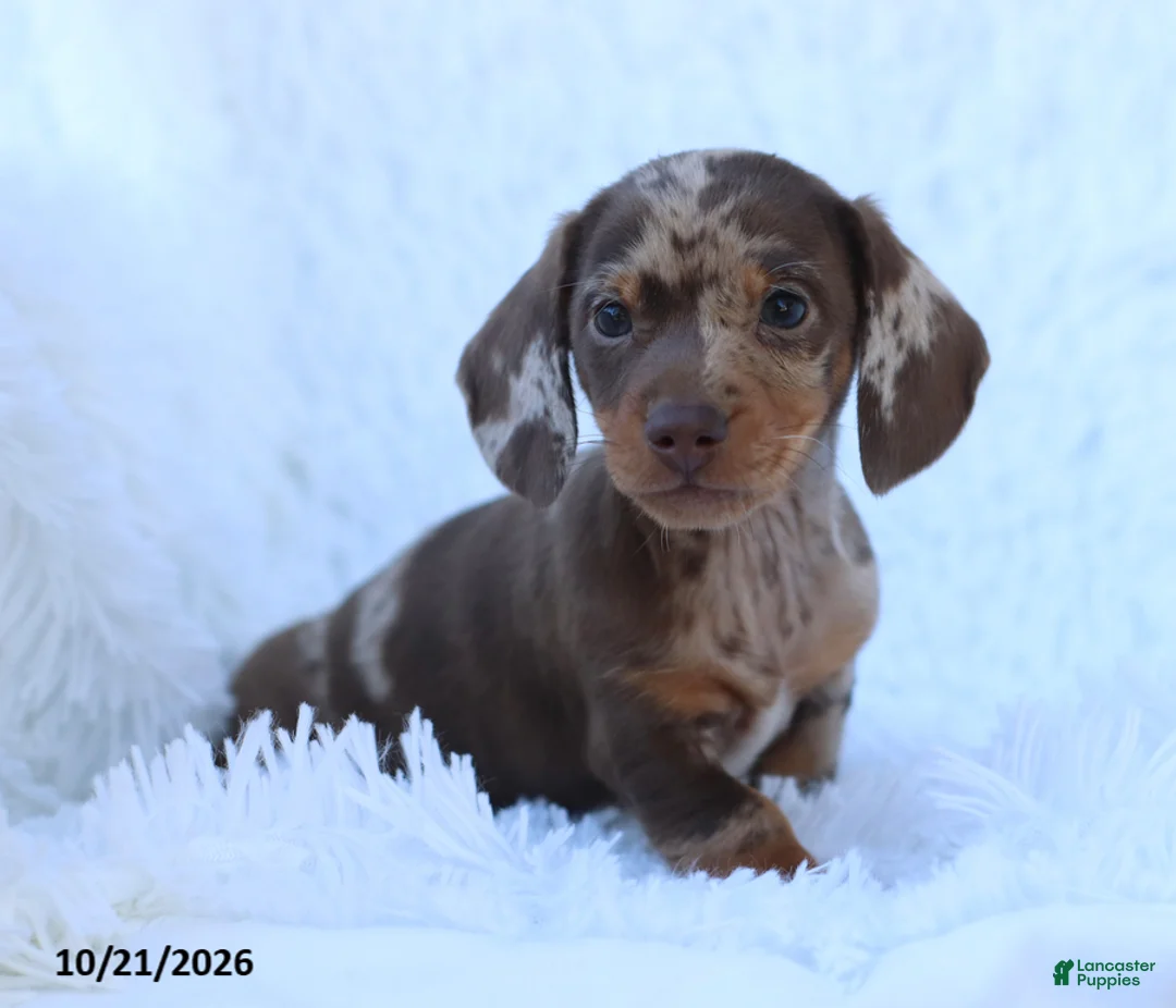 Miniature Dachshund dogs for sale: Otto - Ad 1