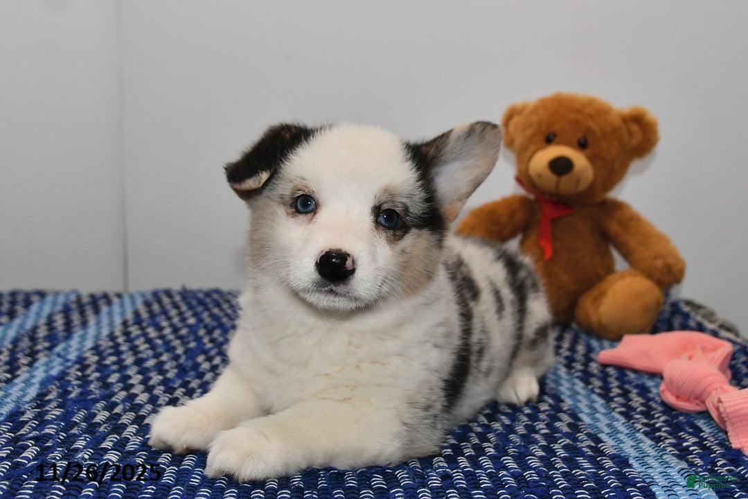 Welsh Corgi Pembroke dogs for sale: Molly - Ad 2