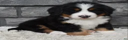 Bernese Mountain Dog dogs for sale: Brady - Ad 6