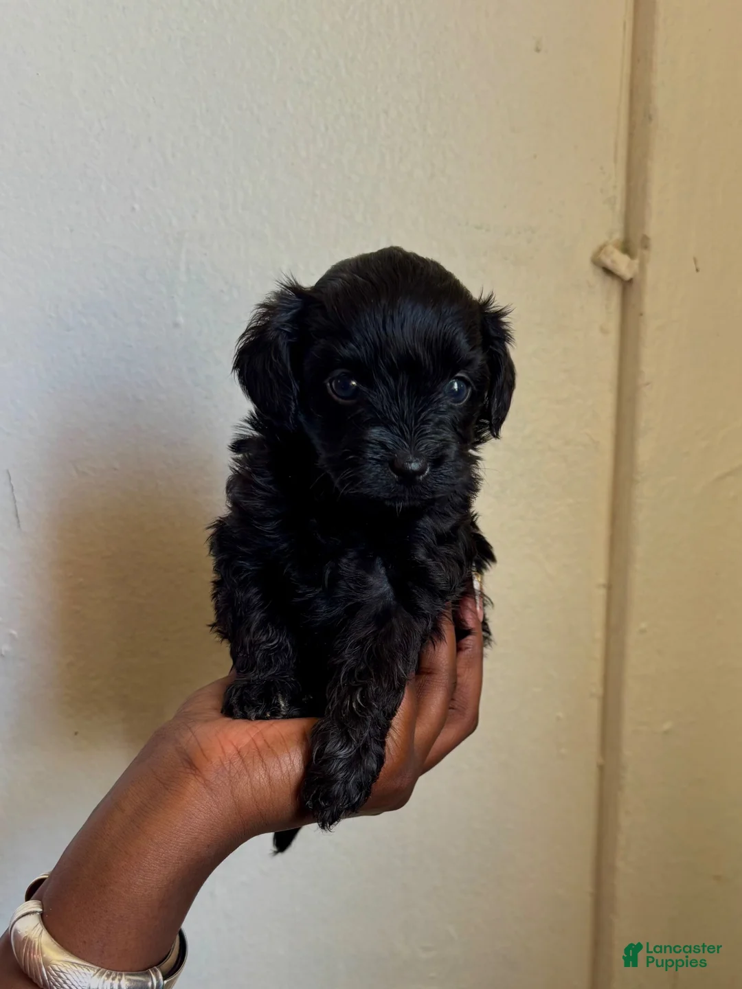 Shihpoo dogs for sale: Araya  - Ad 5