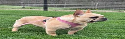 French Bulldog dogs for sale: Durango - Ad 7