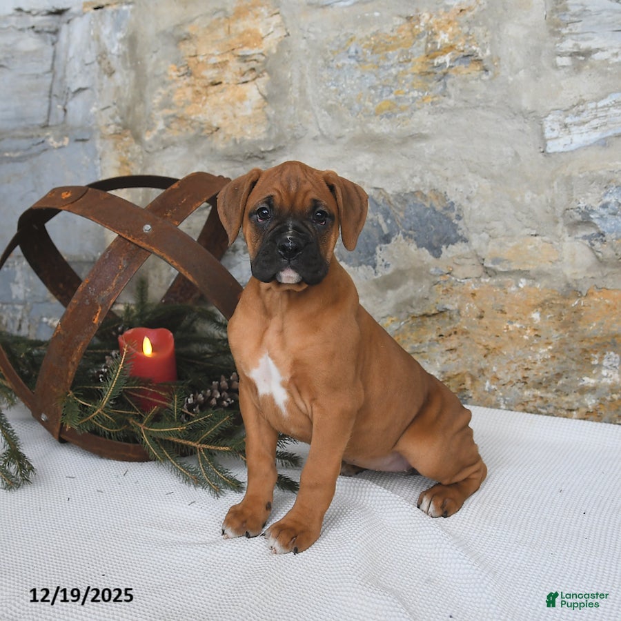 Boxer dogs Havana - Ad 35