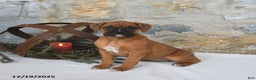 Boxer dogs for sale: Havana - Ad 1