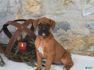 Boxer dogs Havana - Ad 35