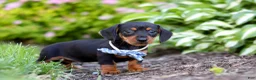 Miniature Dachshund dogs for sale: Rascal - Ad 5