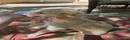 Borzoi dogs for sale: Cedric - Ad 2