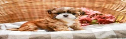 Shih Tzu dogs for sale: Arlan - Ad 1