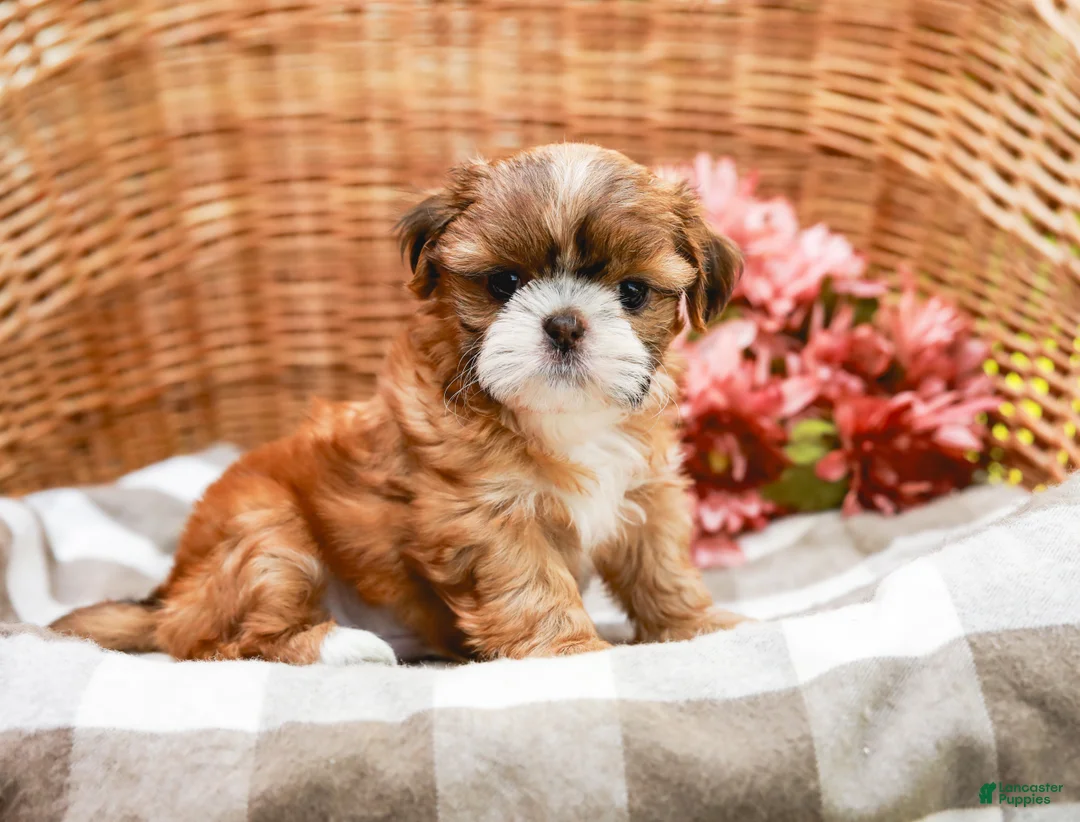 Shih Tzu dogs for sale: Arlan - Ad 1
