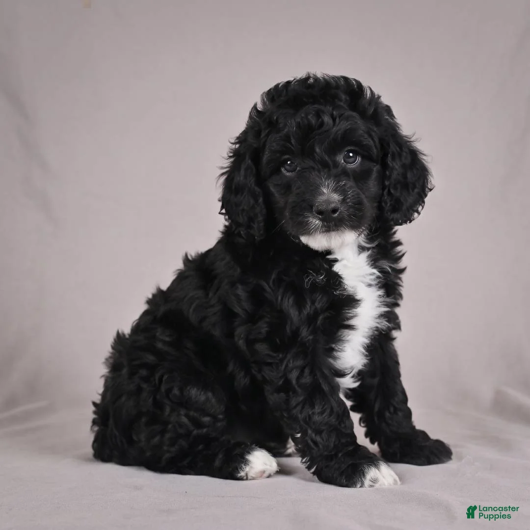 Cockapoo dogs for sale: Copper - Ad 2