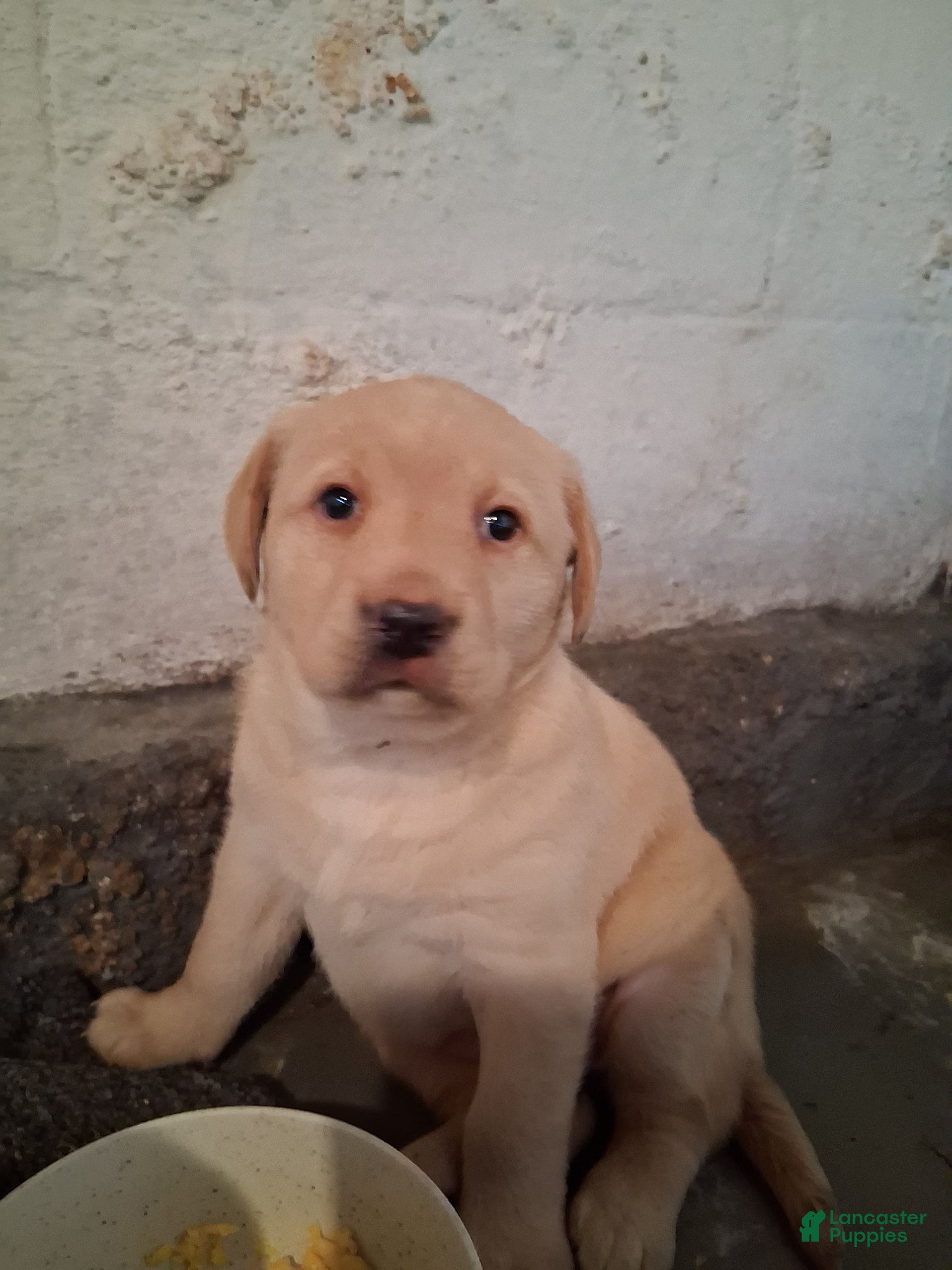 Labrador Retriever dogs Labrador Retriever Puppy 2 - Ad 2